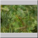 Leptophyes punctatissima - Punktierte Zartschrecke m02.jpg